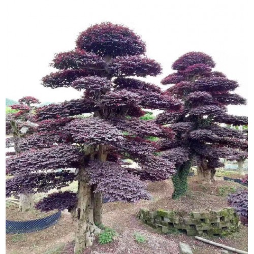 红花继木桩价格 造型红花继木桩价格 红花继木桩景价格