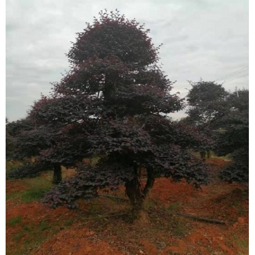 13-14-15公分红花继木桩价格 造型红花继木桩价格