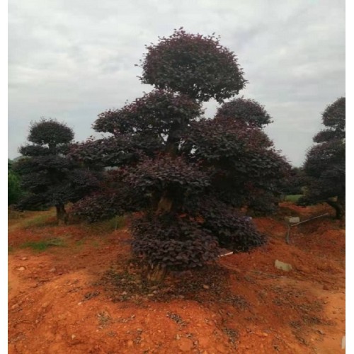 19-20-21公分红花继木桩价格 造型红花继木桩价格