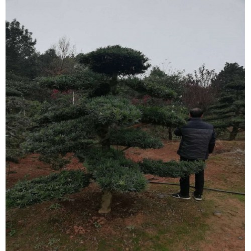 16-17-18公分罗汉松桩价格 罗汉松桩景 造型罗汉松桩