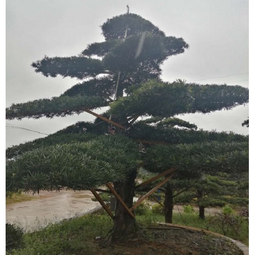 25-26-28公分罗汉松桩价格 罗汉松桩景 造型罗汉松桩