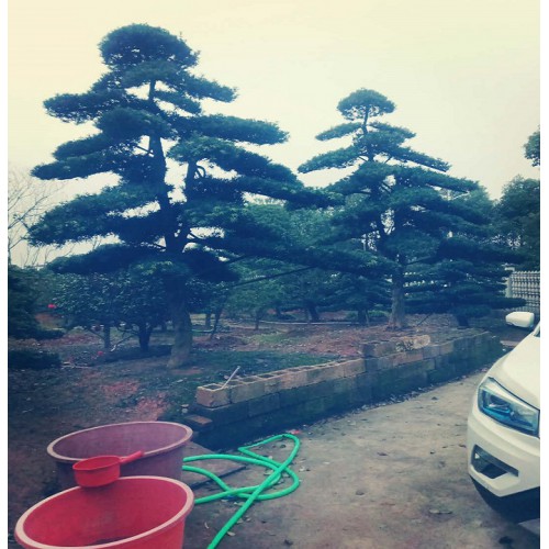 25-26-27公分罗汉松桩价格 罗汉松桩景 造型罗汉松桩