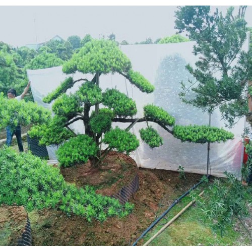 特形罗汉松价格 罗汉松桩价格 罗汉松桩景 造型罗汉松桩