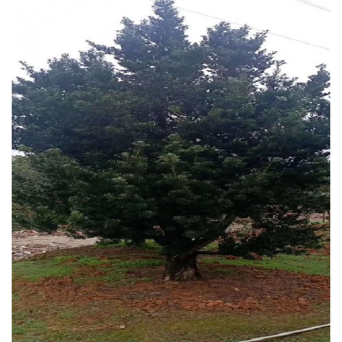 罗汉松 罗汉松价格 造型罗汉松桩价格 罗汉松桩价格