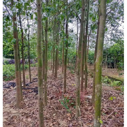 各种规格香樟树批发价格   大香樟树价格 小香樟树价格