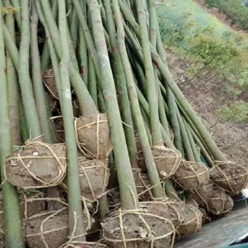 4-5-6公分香樟树价格 小香樟树价格 香樟价格