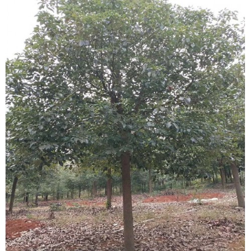 香樟 13-14-15公分香樟树 香樟树价格 香樟价格