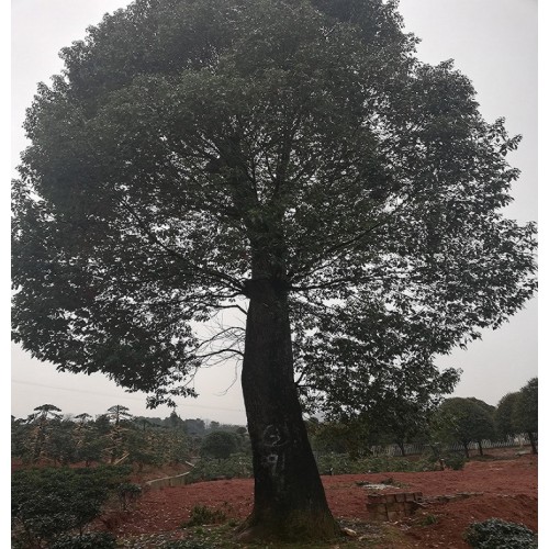 香樟 22-25-28-30公分香樟树 香樟树价格 香樟价格