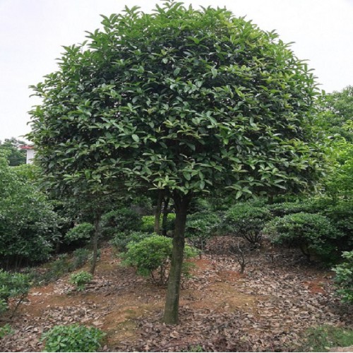 10-11-12公分八月桂价格 金桂价格 丹桂价格 桂花树