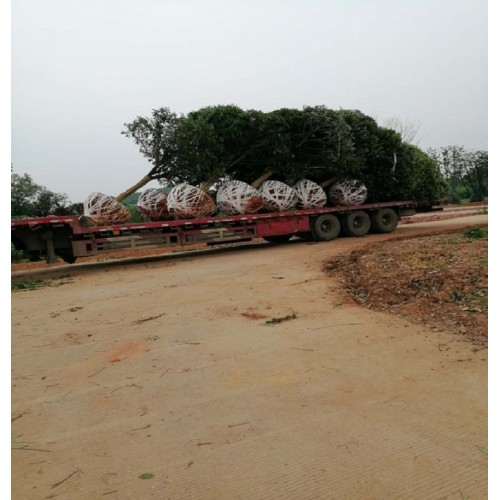 16-17-18公分八月桂价格 金桂价格 丹桂价格 桂花树