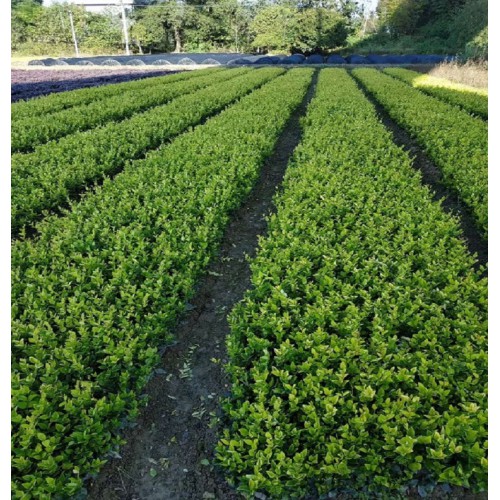 金森女贞 金森女贞杯苗价格 金森女贞价格 金森女贞小苗价格