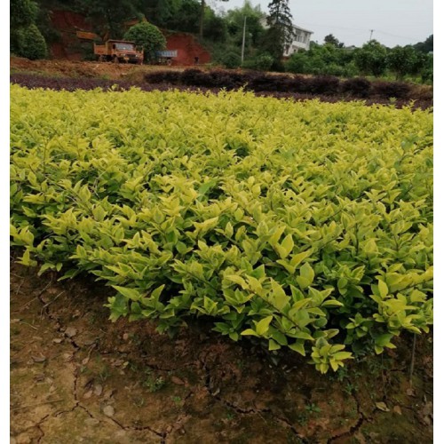 高30公分左右金森女贞小苗 金森女贞价格 金森女贞小苗价格