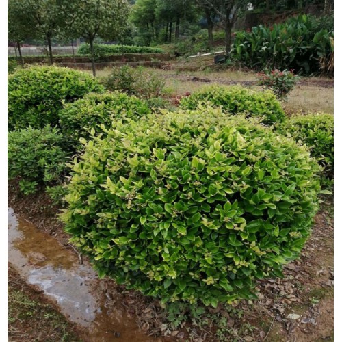 120-130-140公分金森女贞球 金森女贞球价格