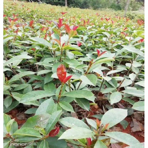 高25-35公分红叶石楠小苗 红叶石楠小苗价格 红叶石楠价格