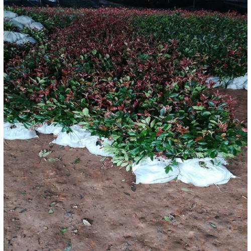 高25-35公分红叶石楠杯苗 红叶石楠杯苗价格 红叶石楠价格