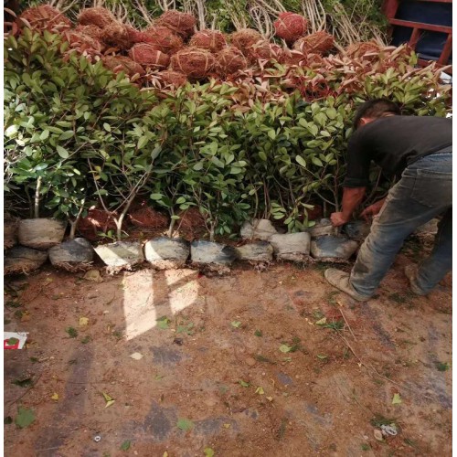 红叶石楠大杯苗 红叶石楠杯苗价格 红叶石楠价格