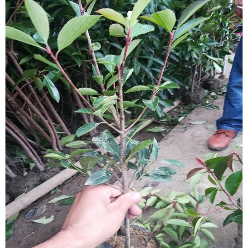 红叶石楠中杯苗 红叶石楠杯苗价格 红叶石楠大杯苗价格