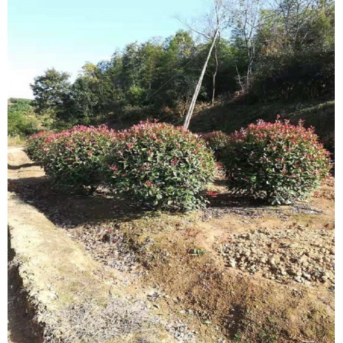 80-180公分红叶石楠球 红叶石楠球价格 红叶石楠价格