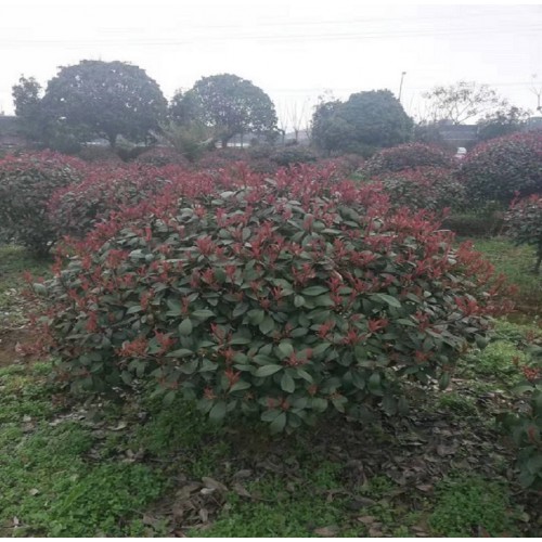 150-180公分红叶石楠球 红叶石楠球价格 红叶石楠价格