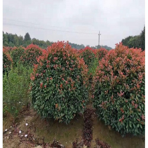 1.2-2米红叶石楠球 红叶石楠球价格 红叶石楠价格