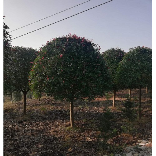 红叶石楠树 红叶石楠树价格 红叶石楠价格