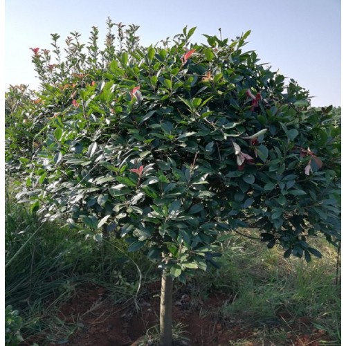 6-7-8公分红叶石楠树 红叶石楠树价格 红叶石楠价格