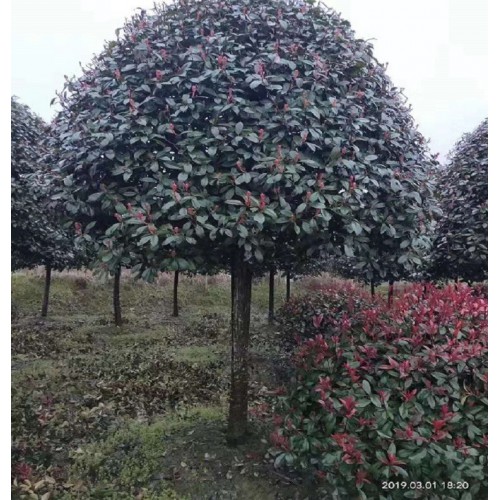 10-11-12公分红叶石楠树 红叶石楠树价格 红叶石楠价格