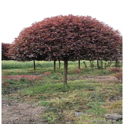 8-10-12公分红叶石楠树 红叶石楠树价格 红叶石楠价格