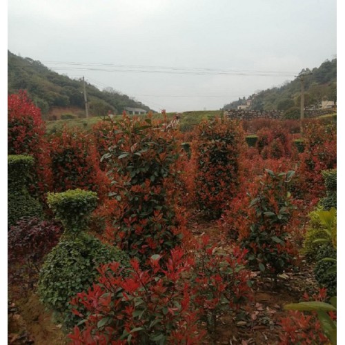 高80-180公分红叶石楠柱 红叶石楠柱价格 红叶石楠价格