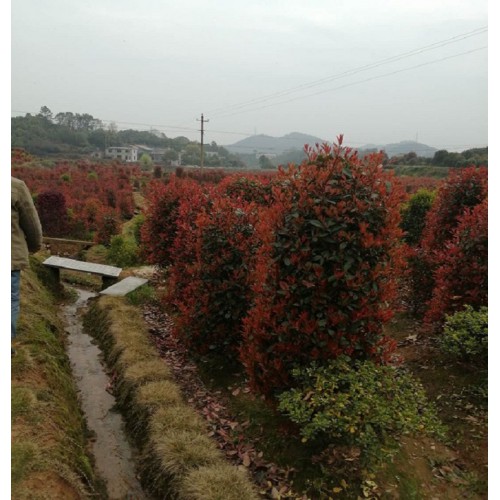 高120-150公分红叶石楠柱 红叶石楠柱价格 红叶石楠