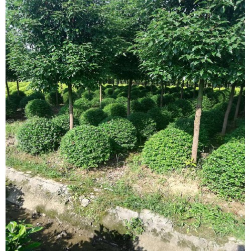 50-150公分小叶女贞 小叶女贞球 小叶女贞球价格