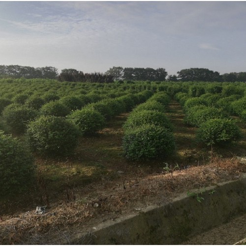 80-100-120-150公分小叶女贞球 小叶女贞球价格