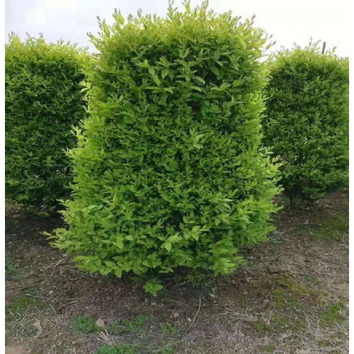 80-100-120-150公分小叶女贞柱 小叶女贞柱价格