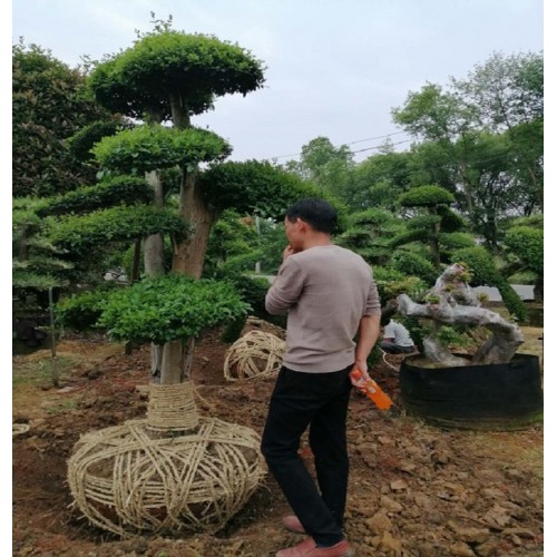 12-13-14公分造型小叶女贞桩 小叶女贞桩价格 小叶女贞