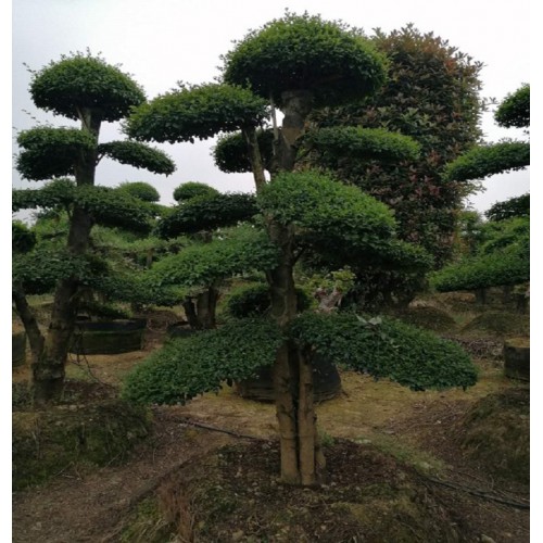 25-26-27公分造型小叶女贞桩 小叶女贞桩价格 小叶女贞