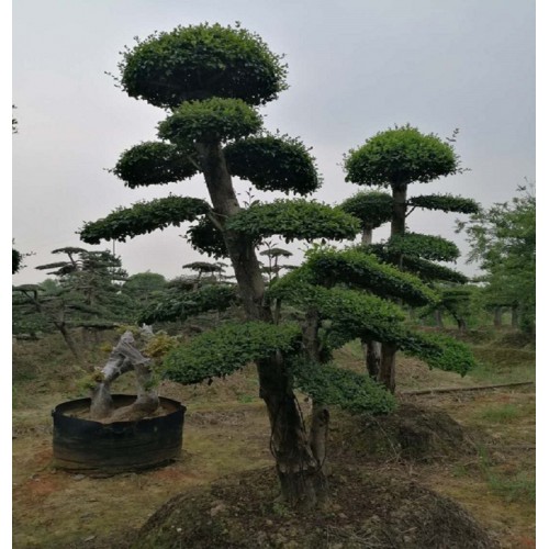 10-12-15公分造型小叶女贞桩 小叶女贞桩价格 小叶女贞