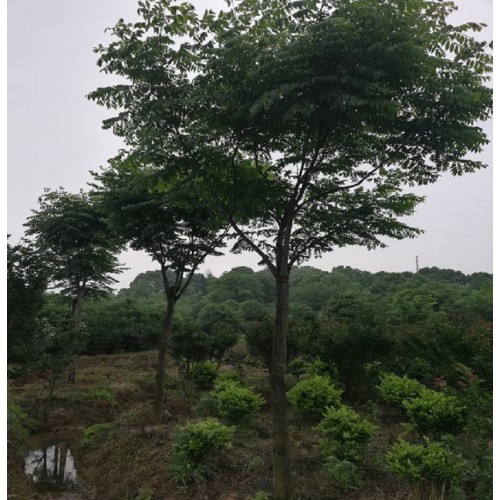 栾树 栾树价格 木栾价格 栾华价格