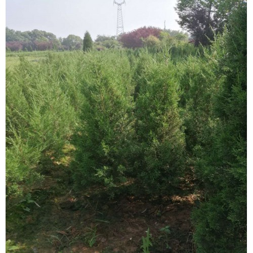 松柏 松柏树 松柏树价格