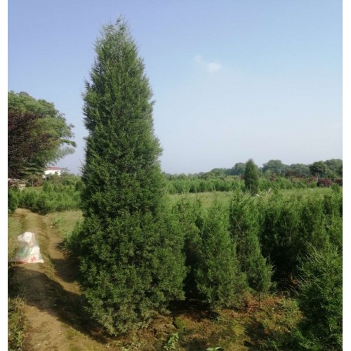 松柏 1-2-3-4米高松柏树 松柏树价格