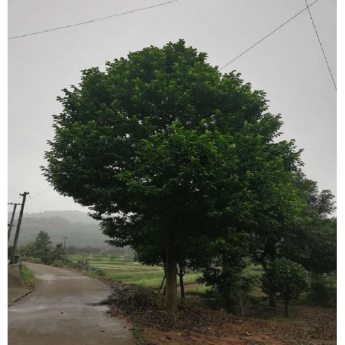 乐昌含笑 乐昌含笑价格 乐昌含笑树价格 景烈白兰价格