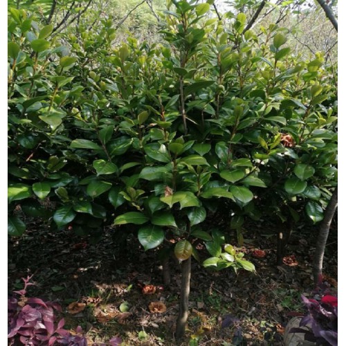 50-60-70-80公分茶花球 茶花球价格 茶花价格