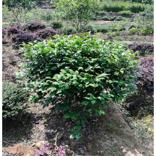 80-90-100公分茶花球 茶花球价格 茶花价格