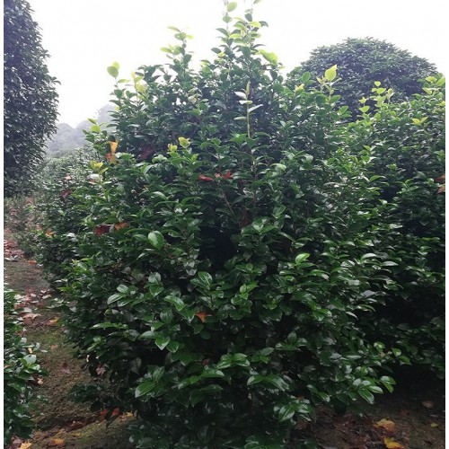 100-110-120公分茶花球 茶花球价格 茶花价格