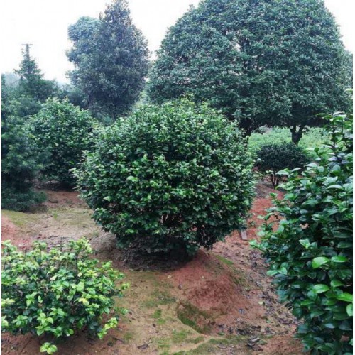 120-130-140公分茶花球 茶花球价格 茶花价格