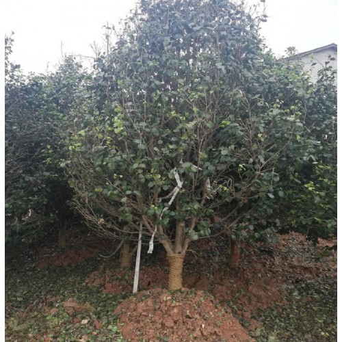 高杆茶花价格 茶花球 茶花球价格 茶花价格