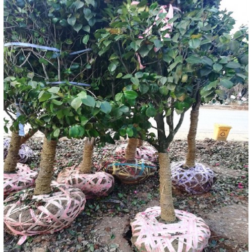 地径5-8公分高杆茶花价格 茶花球 茶花球价格 茶花价格