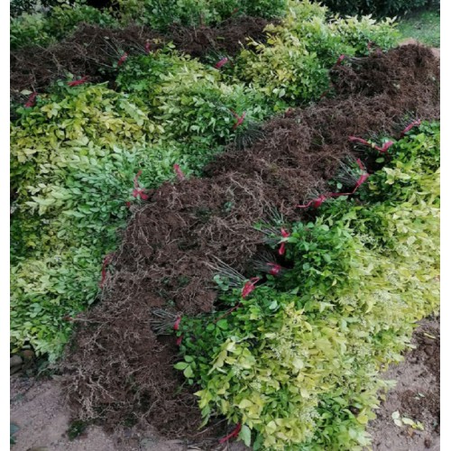 金叶女贞小苗 金叶女贞小苗价格 金叶女贞色块苗价格