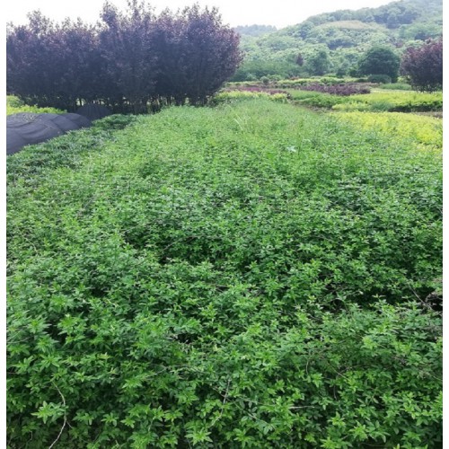 迎春花价格 迎春小苗价格 迎春花小苗 黄素馨价格