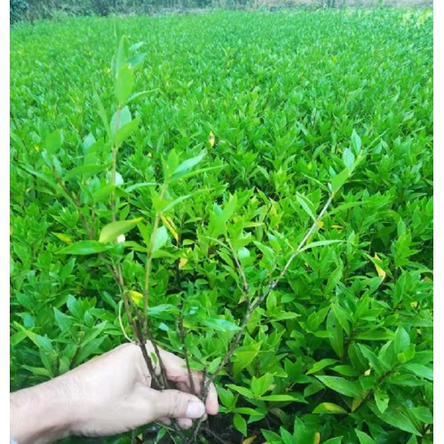 大量供应小叶栀子 小叶栀子小苗价格 小叶栀子花小苗价格