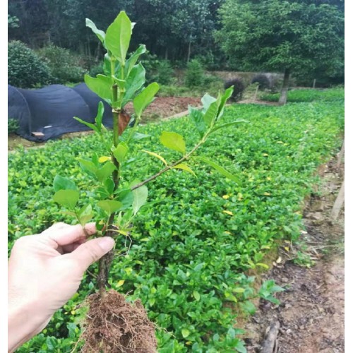 大叶栀子花 大叶栀子花小苗价格 大叶栀子小苗价格
